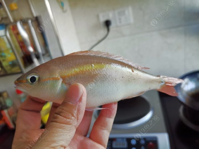 矶钓一竿远,精彩矶钓