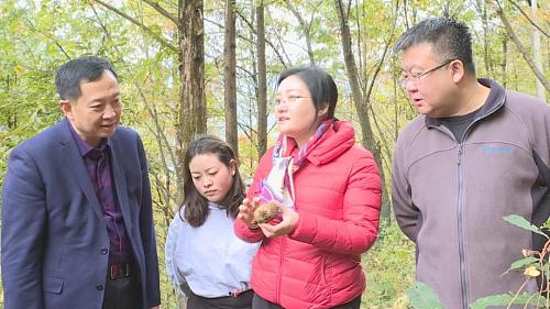 略阳种药材,药材从种植到成品的流程