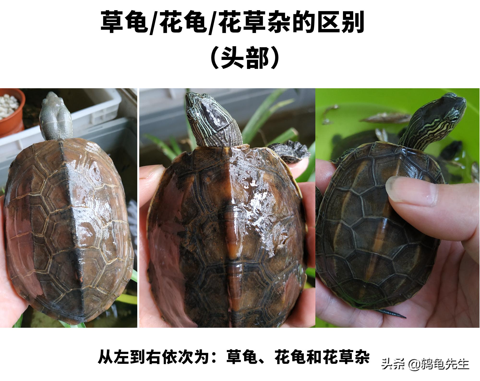 乌龟中草龟的种类介绍及图片大全,怎么辨认草龟和花龟的区别