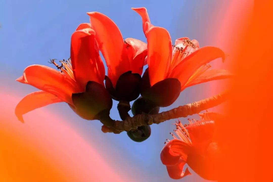 收藏！吐血整理《2019攀枝花大全》，看完秒变“地道”攀枝花人~