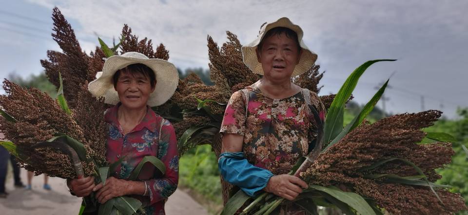 红了!红了!这些天的南充市嘉陵区龙蟠镇真的是“红遍天”了