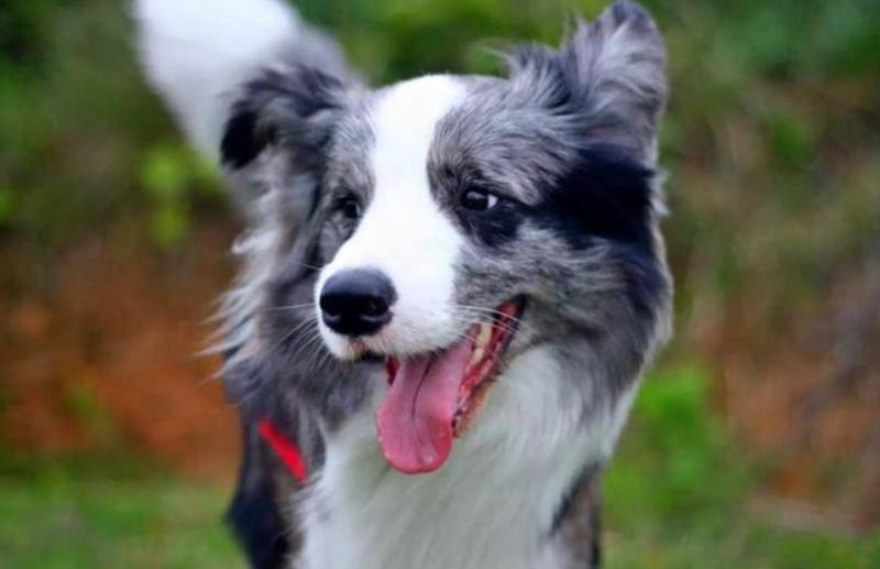 戈赞：狗子口腔溃疡怎么办千万别再喂它喝牛奶了