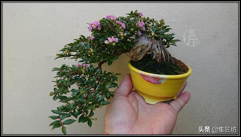 盘点五大树桩盆景流派和常用树种,盆景初学者种什么好