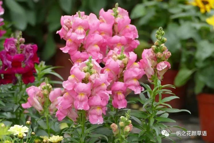 金鱼草的简介,金鱼草的地径