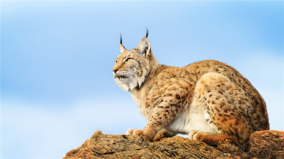 西藏阿里发现一只珍稀动物,西藏十大最凶猛的动物