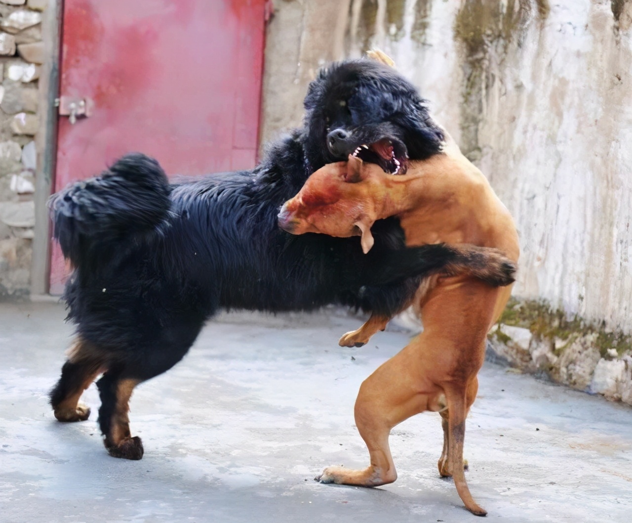 4种不适合养的狗狗你中招了吗,国内禁止饲养的狗狗都有哪些