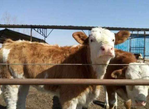 牛发烧用什么药退烧,牛发烧的最佳治疗方法