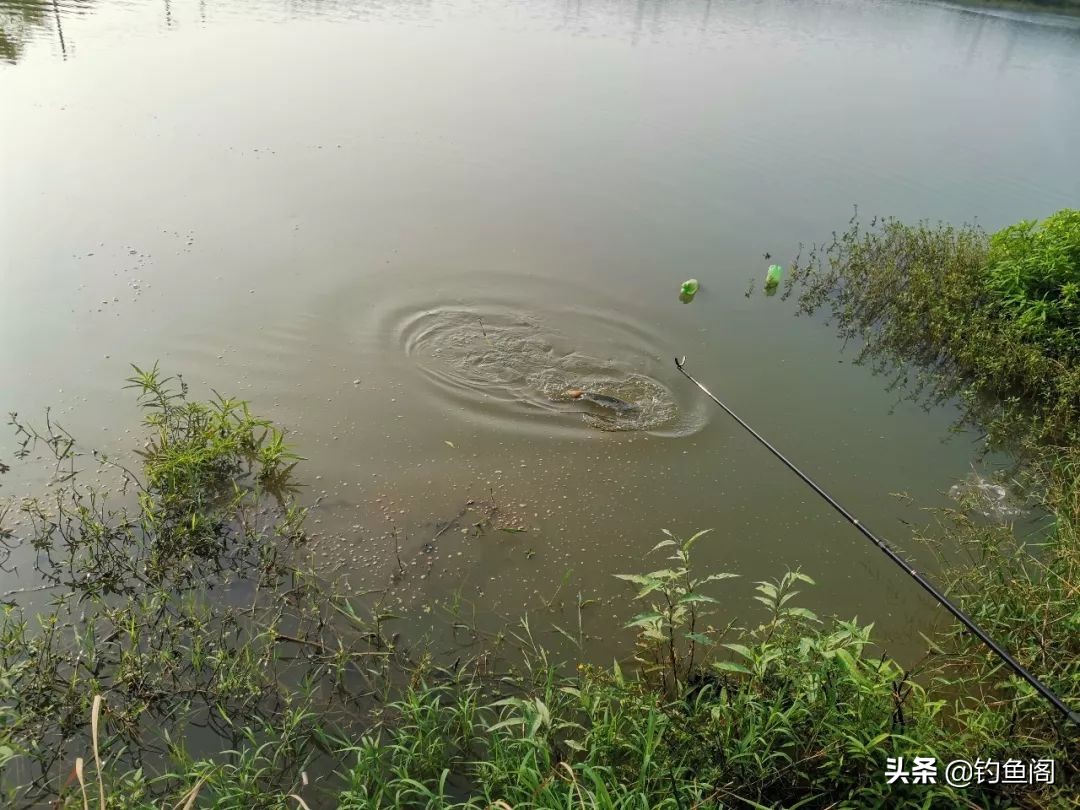 鱼钩单钩与双钩哪个中鱼率高,野钓双钩几号钩好用