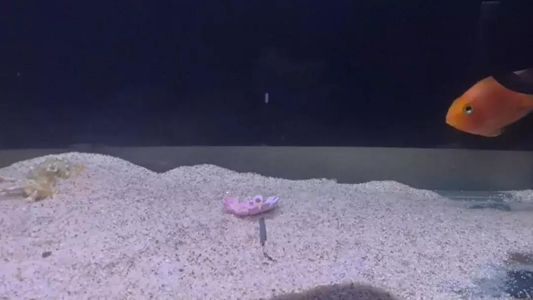 野钓调漂基础知识大全,野钓调漂最佳方法解读