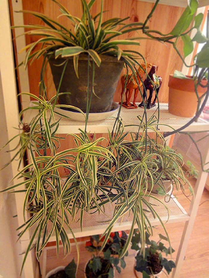 金边吊兰用水栽培行不行,佛珠吊兰的栽培方法图解