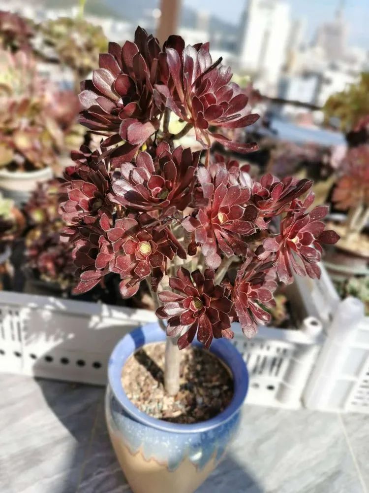 适合从小养到大的多肉,由小到大由浅入深