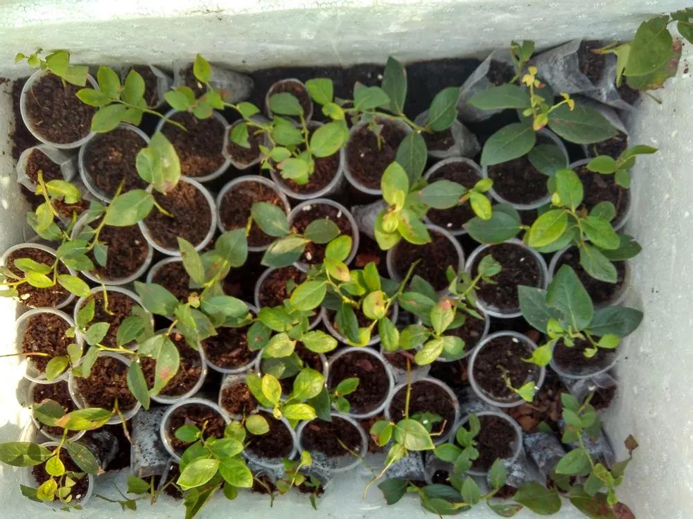 一根枝插土里就能成活的果树,大树枝直接插土里能活吗