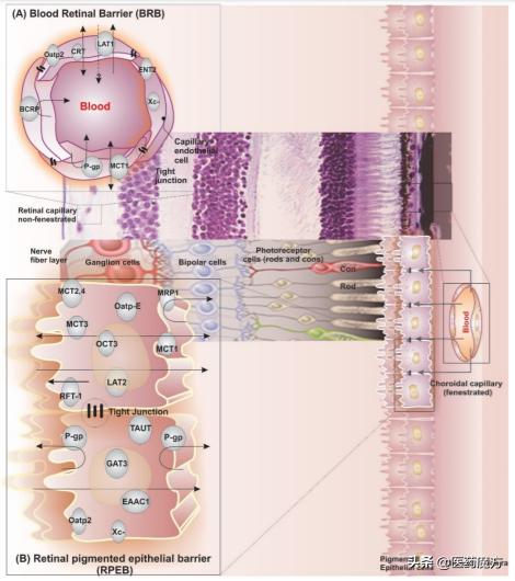 生物分析专栏|眼科用药的药代动力学和生物分析