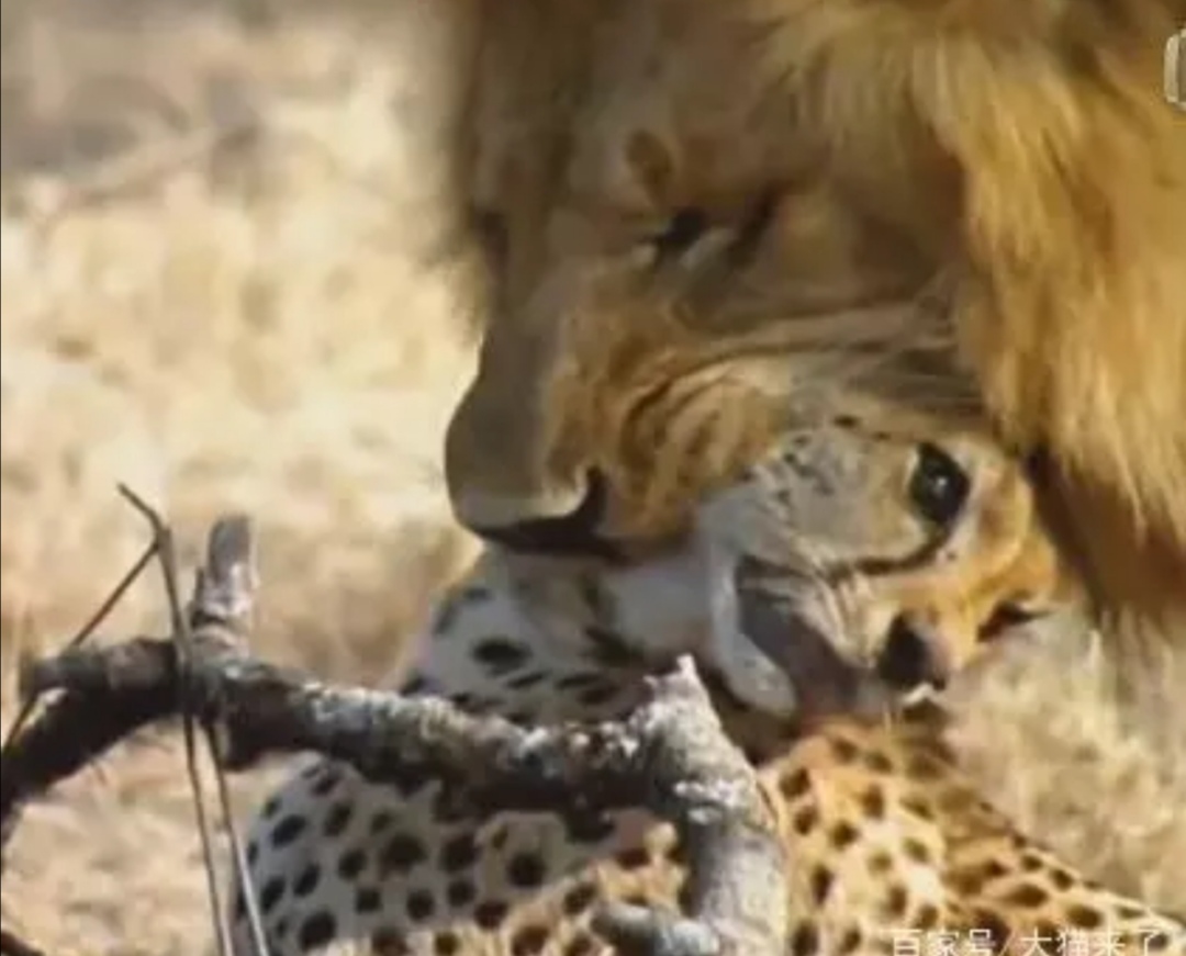 花豹捕食猎豹全过程,猎豹牛羚捕杀技巧