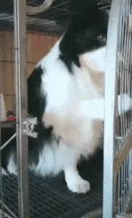 我养的边牧为什么看到谁都很热情,别以为边牧很好养