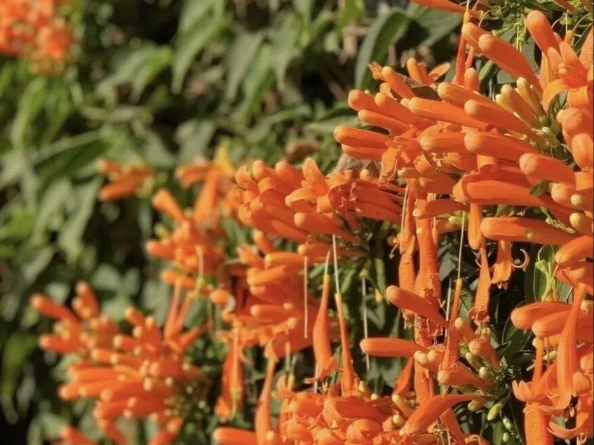 自然科学实验与创新课题,生态课题研究方案