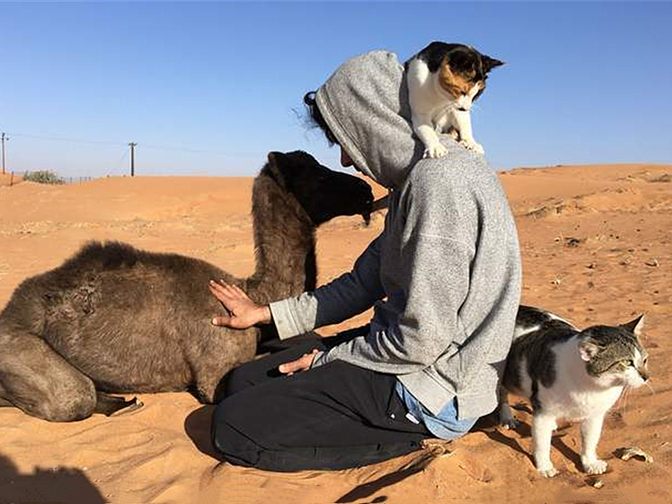 橘猫被铲屎官收养后秒变睡神,流浪橘猫被铲屎官收养后秒变睡神