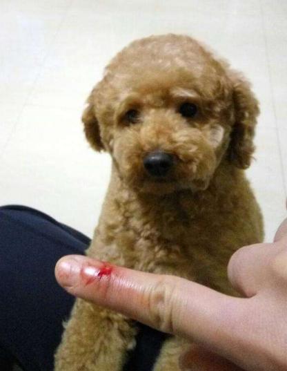 泰迪需要注意事项,泰迪注意事项大全