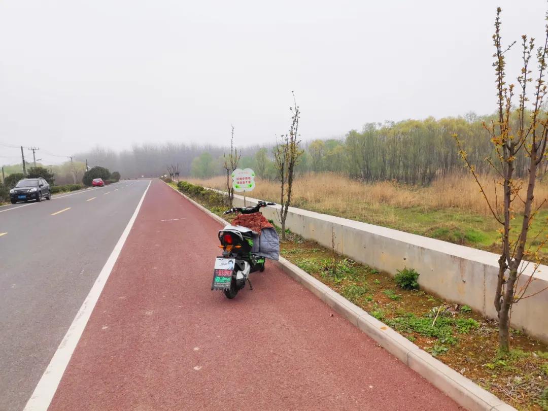 南京城市野菜猎人实录