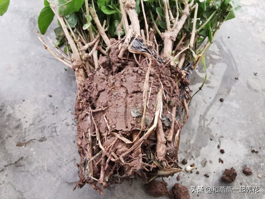 燕燕带你一步一步揭秘为什么花市买的茉莉花不换盆养不活