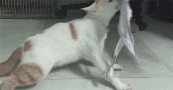 昨晚，我家猫叼来了一件蕾丝内衣…