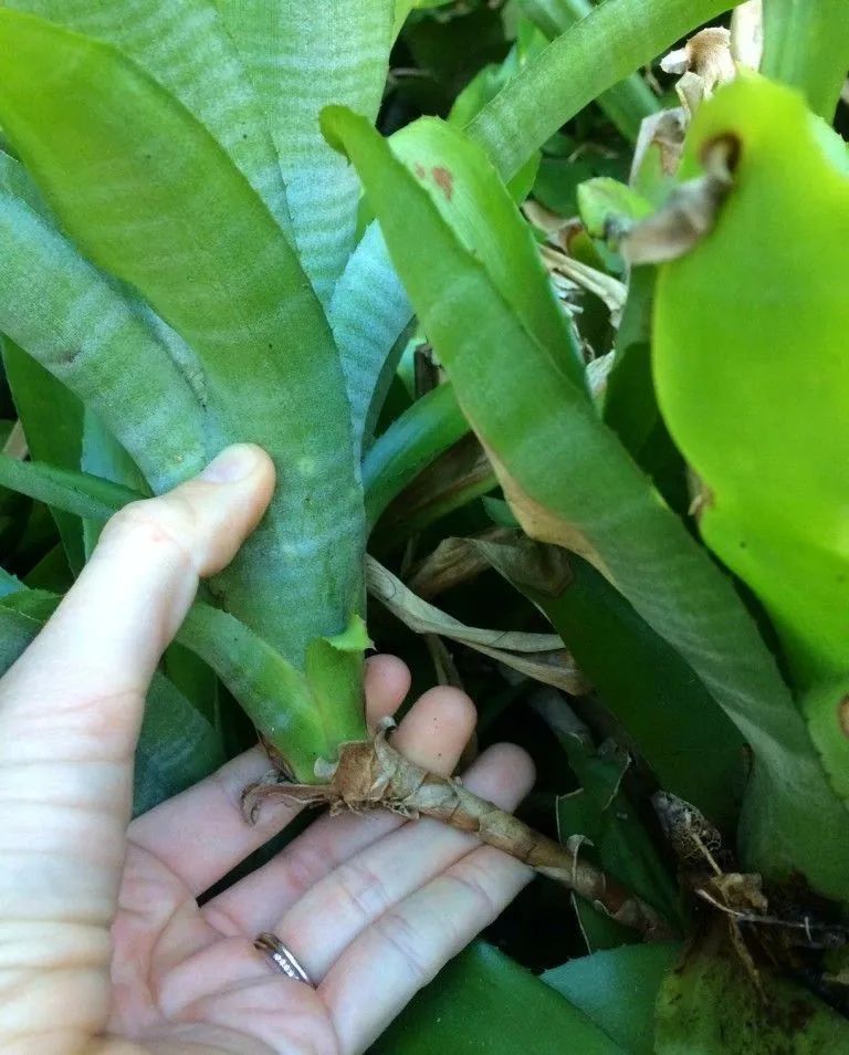 观赏凤梨开花后怎么处理,凤梨花凋谢了怎么养