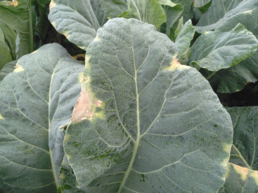 花椰菜黑腐病巧防,花椰菜黑腐病防治技术