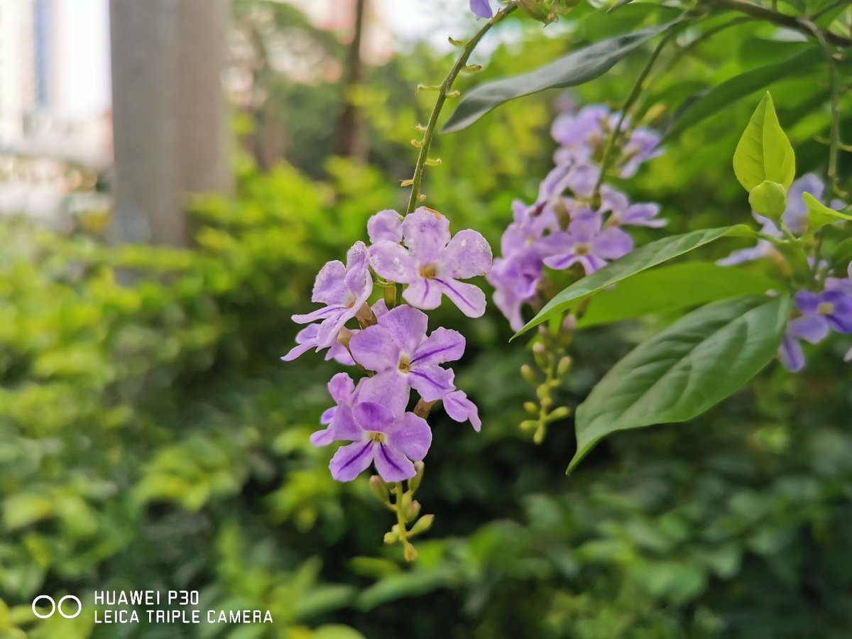 华为p30相机放到现在怎么样,华为p30的相机为什么那么好