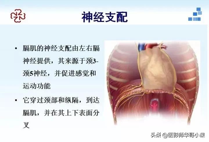 「精品课件」胸部膈肌的解剖及常见病变影像的表现