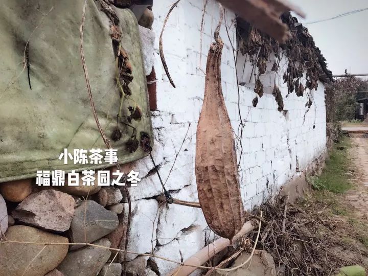 白茶红茶绿茶都是碱性的吗,白茶茶汤酸涩是什么原因