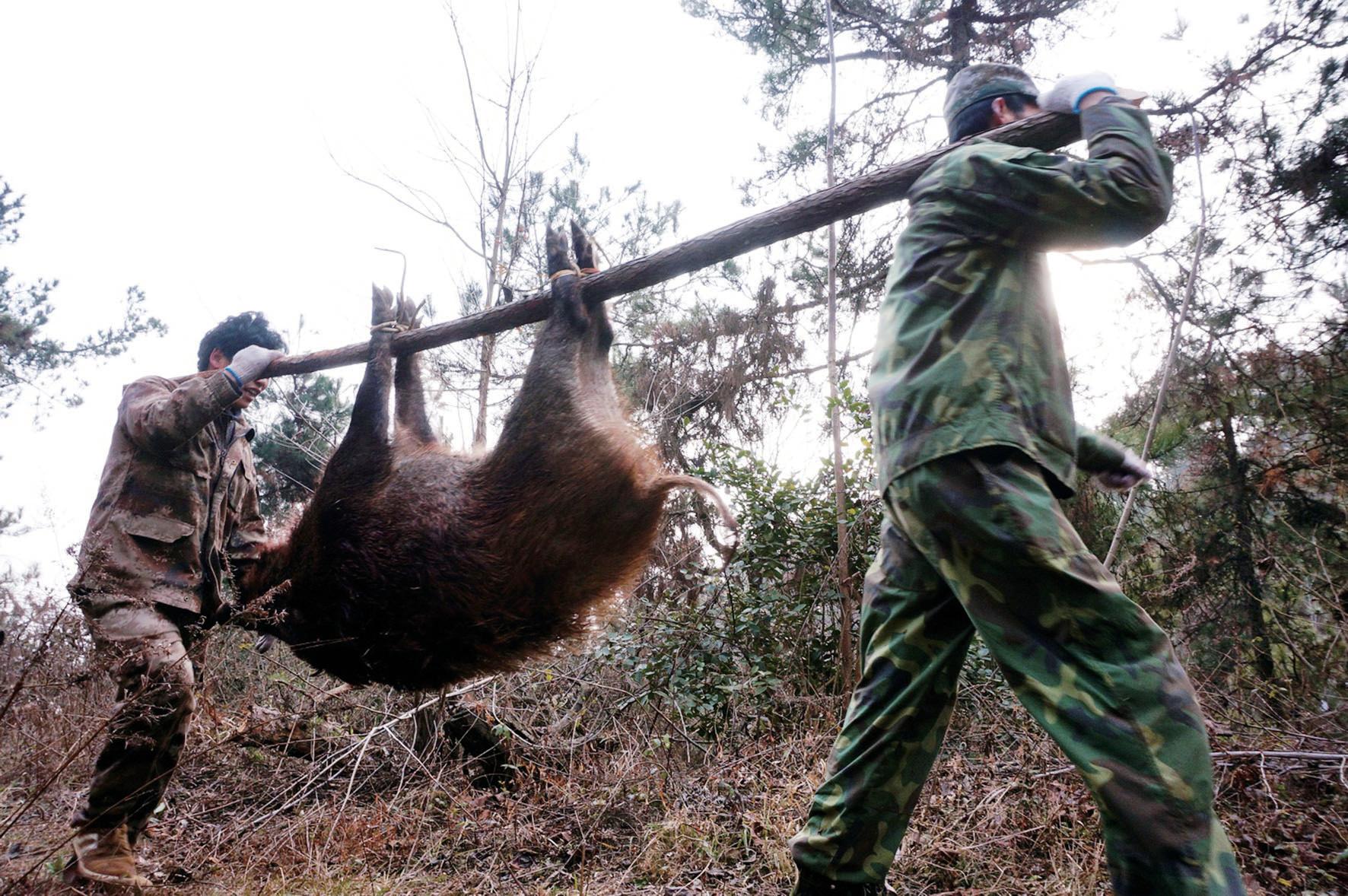 捕杀一头野猪要判多少年,野猪泛滥成灾国外的猎人捕猎野猪