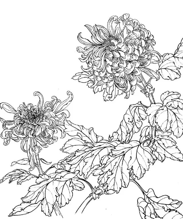 如何画菊花小写意步骤,菊花各种姿态写意画法