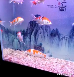 锦鲤新鱼入缸水为什么变浑了,锦鲤新鱼入缸的正确方法
