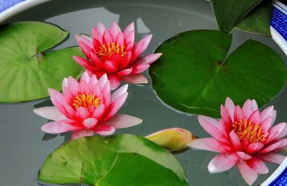 睡莲只有根茎的睡莲水培养殖方法,睡莲养殖方法水培需要晒太阳吗