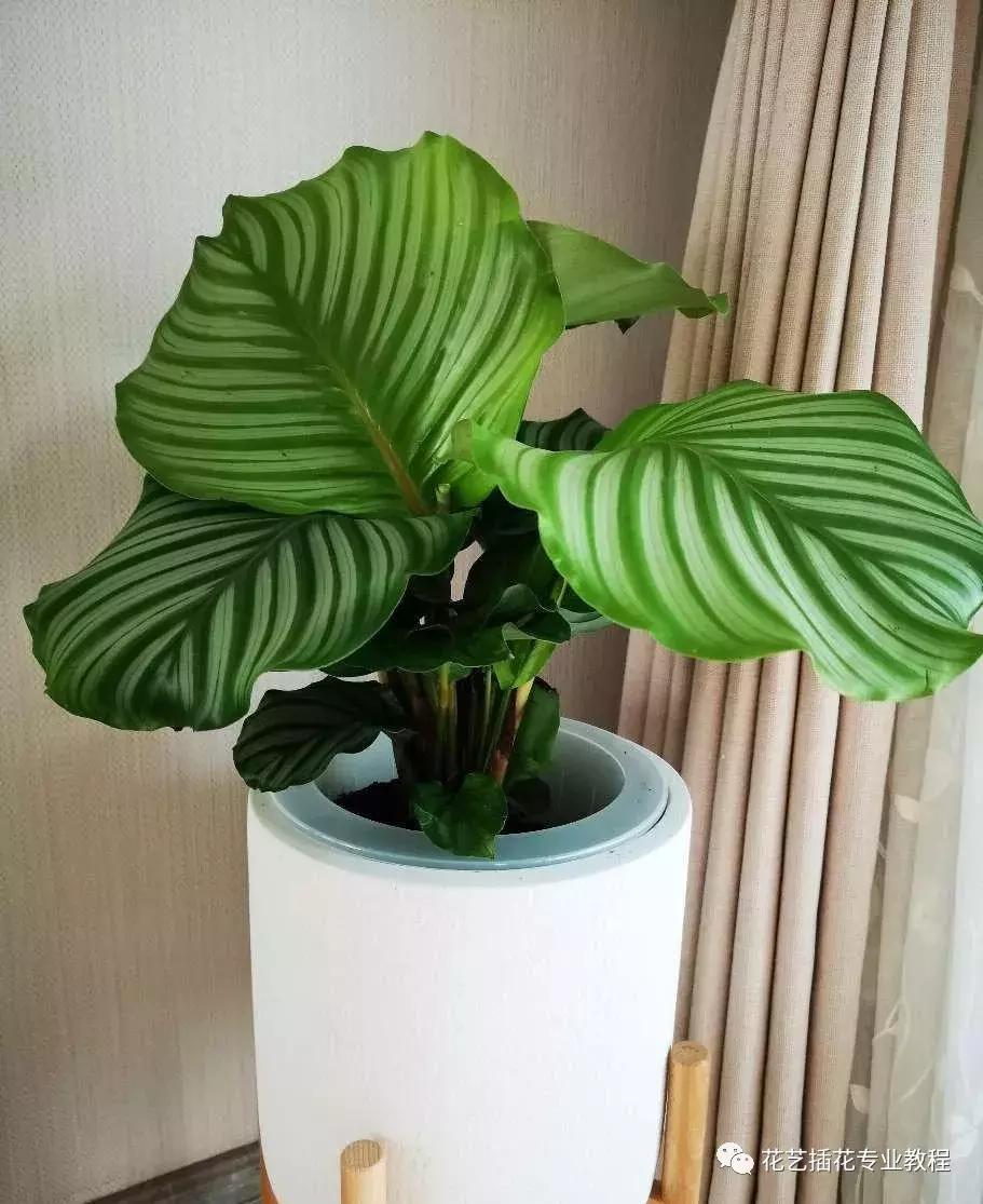 花艺课程绿植教程,花艺种植培训零基础课程入门