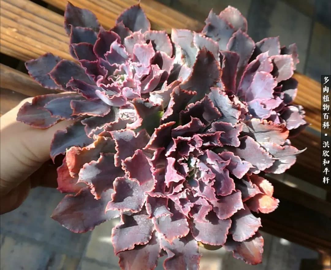 多肉的四季轮回,四季轮回多肉