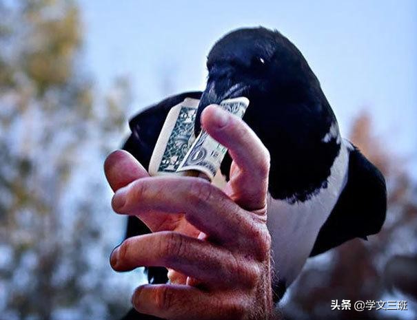 同样是鸟,为啥乌鸦能这么流氓?