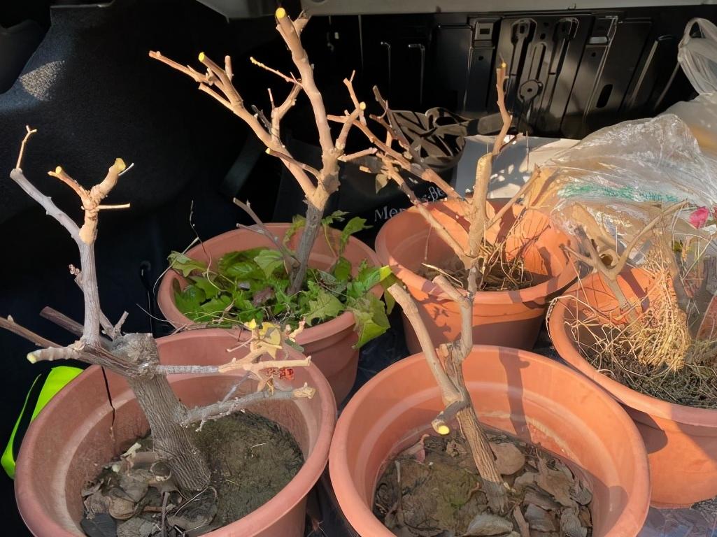 有哪些花不怕晒又耐寒,冬天最耐寒不怕冻的花