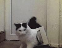 猫咪的胡须都有哪些功能,猫咪的胡须有什么有趣的地方