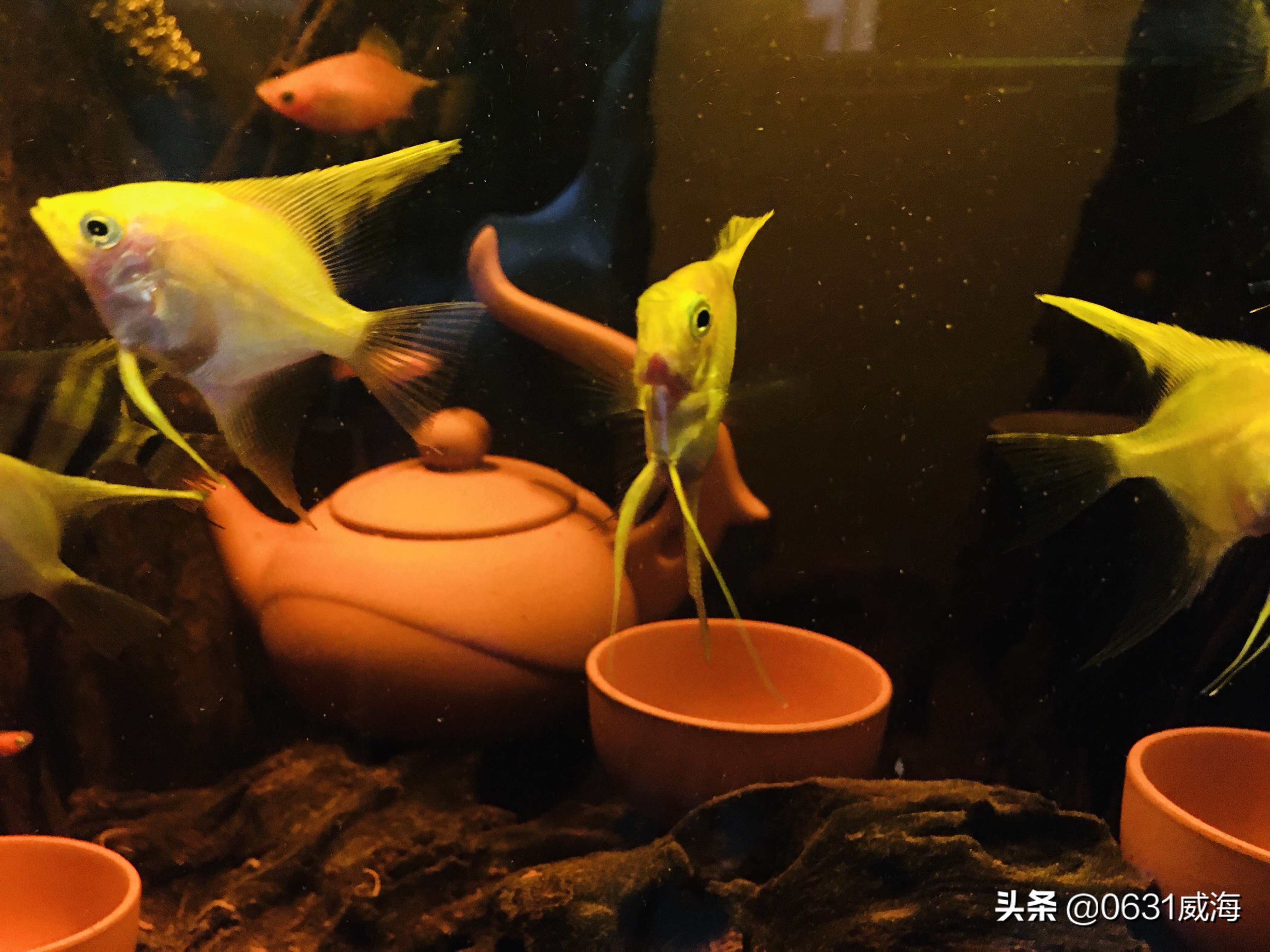 燕鱼打架的原因,燕鱼打架