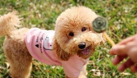 泰迪犬有虫有什么症状,泰迪犬虫子