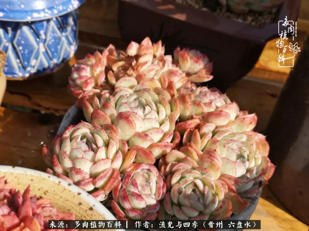 养多肉这几点新手必要知道,在养多肉的路上越走越远