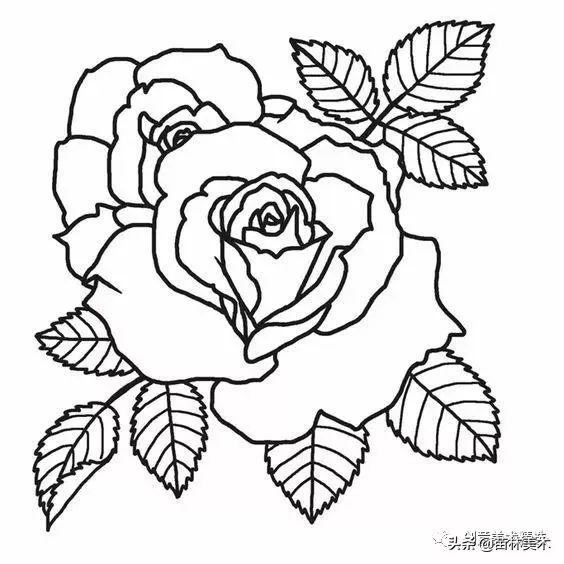 工笔花卉线稿和色稿,花卉白描线稿