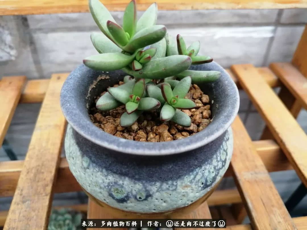 日照弘一法师,日照法师请师父