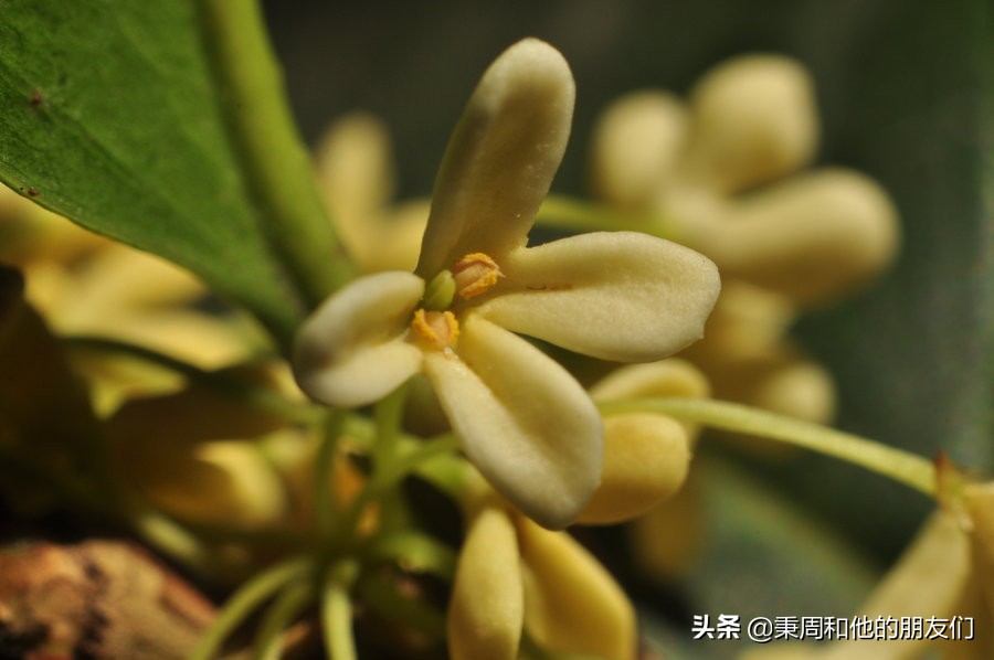 秉周和他的朋友们:八月花令同题诗歌