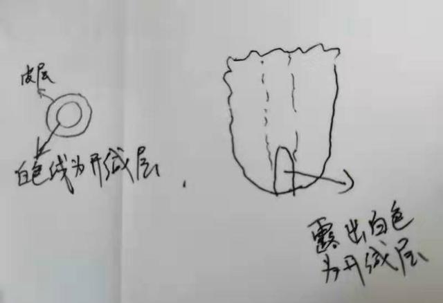 嫁接蟹爪兰怎么养才能更旺盛,蟹爪兰养不活