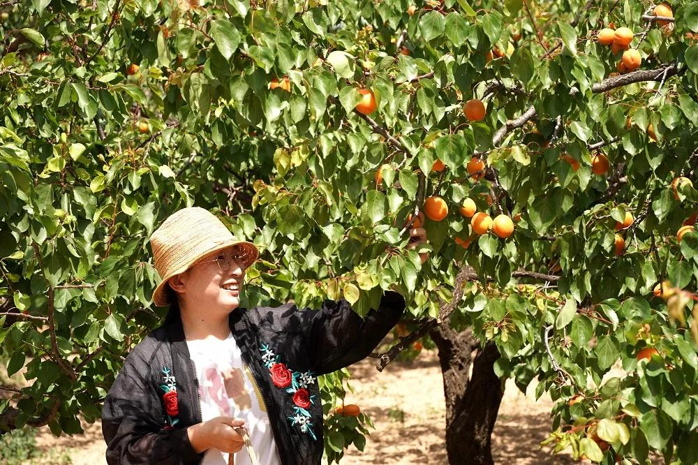 邢台巨鹿红杏迎丰收,河北巨鹿县杏满枝头新闻