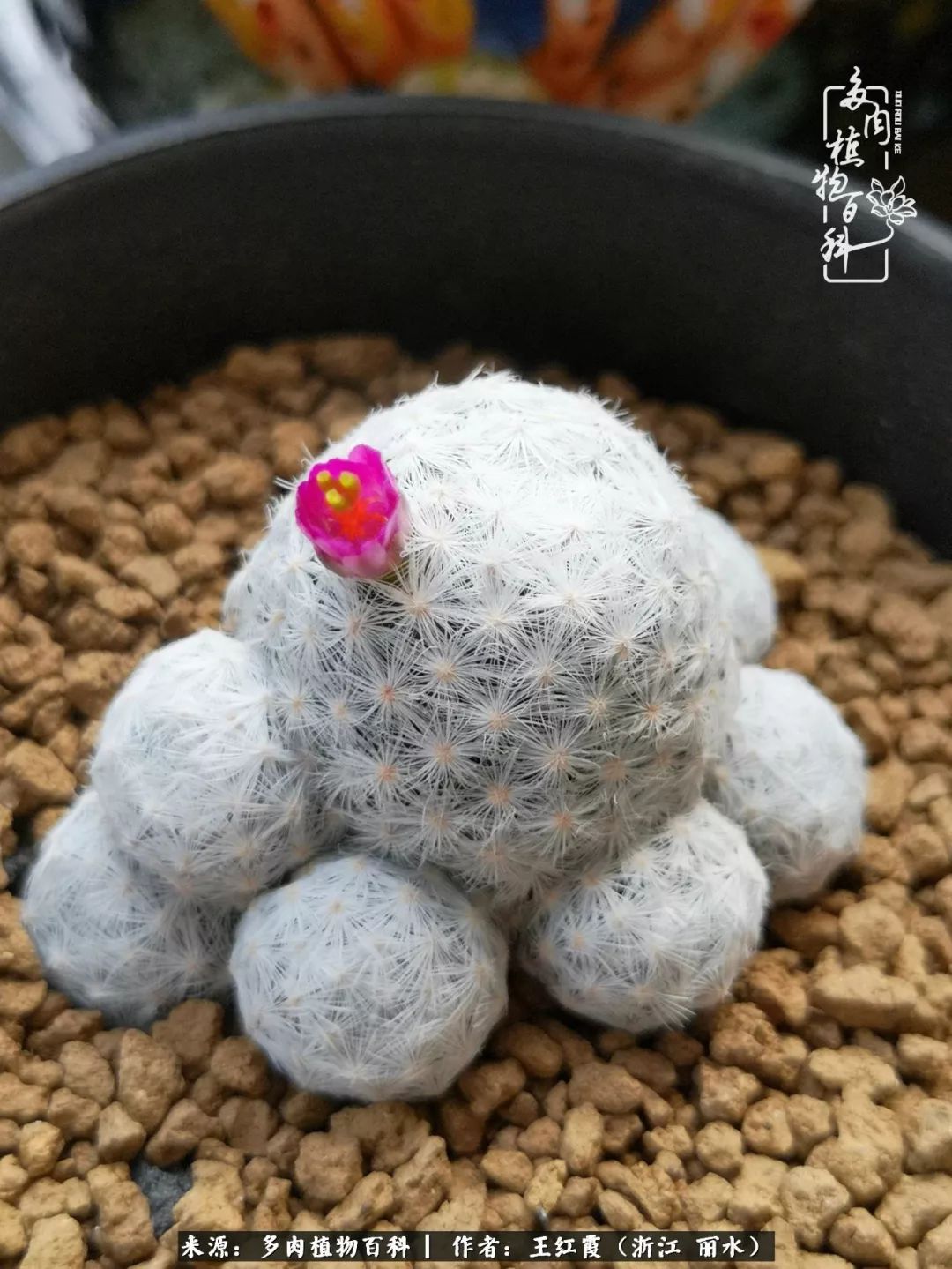 仙人球露养条件,仙人球的露养方法