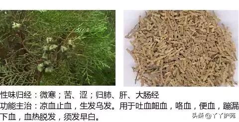 农村身边的中草药主治与功效,中草药全图谱与功效