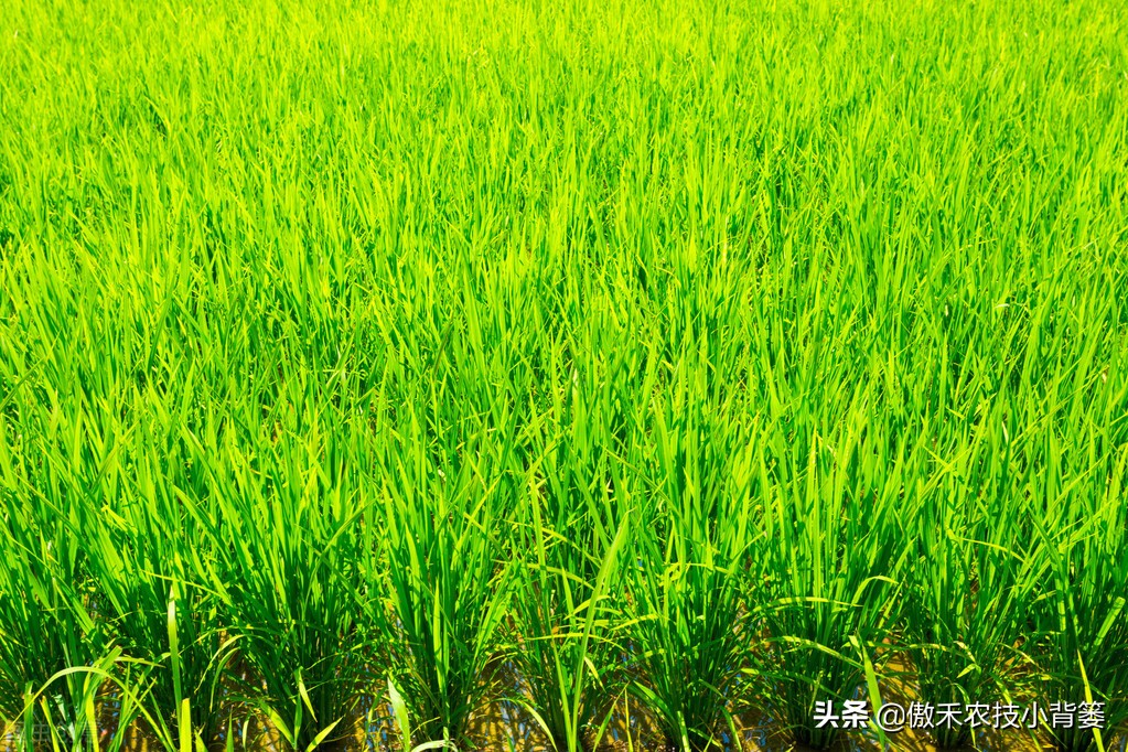 如何防止水稻黄叶,水稻抽完穗黄叶黑杆是什么原因